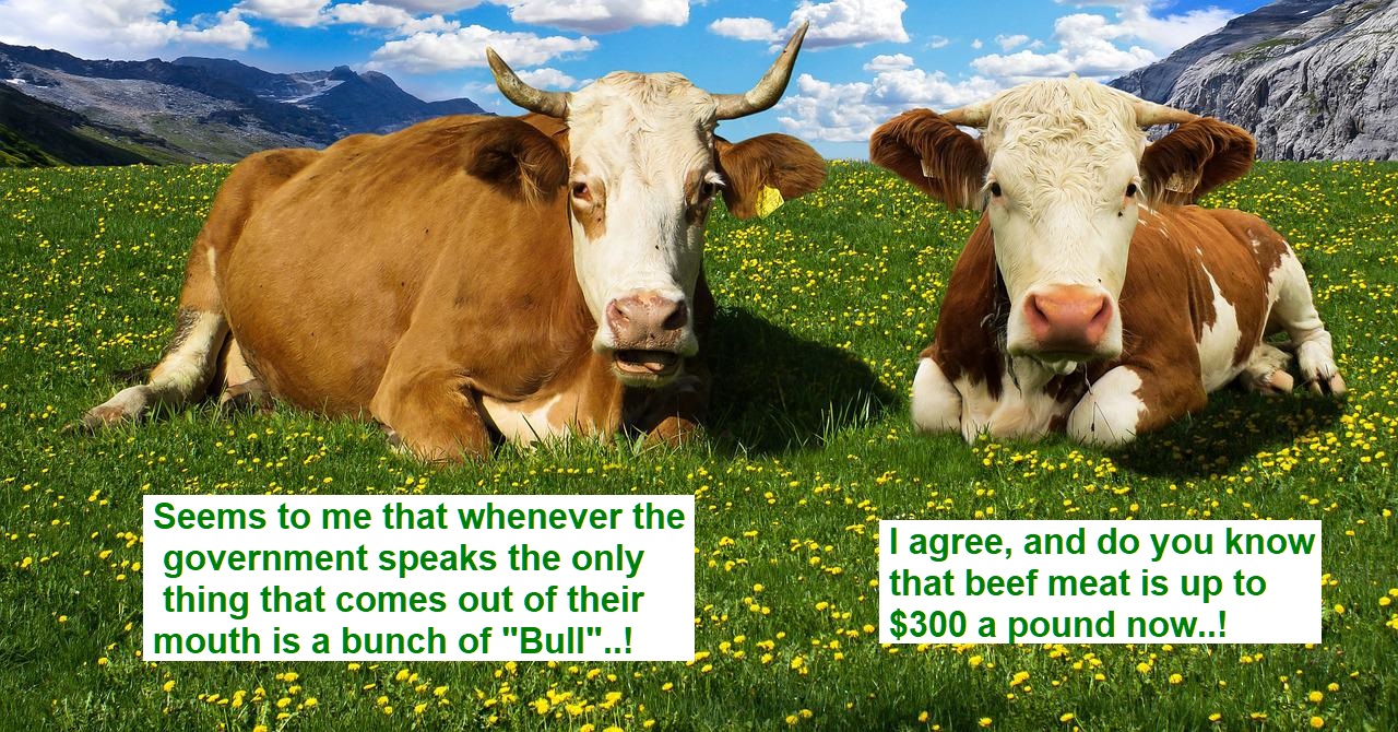 cow conversation