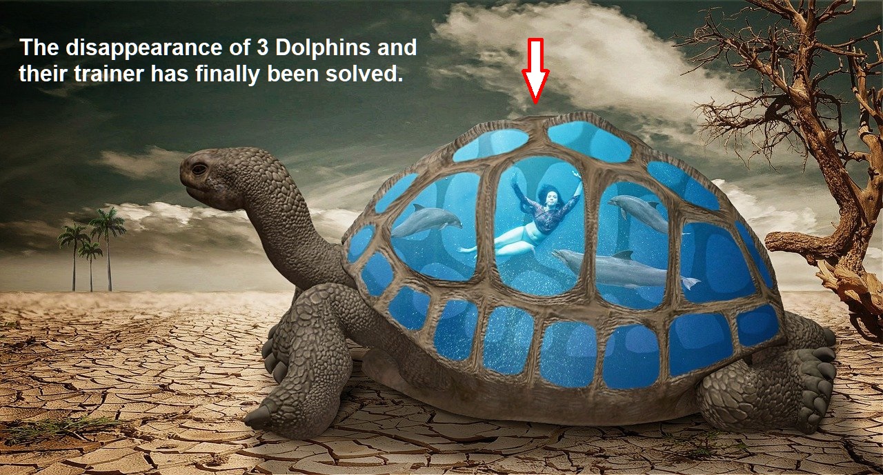 turtle dolphins trainer