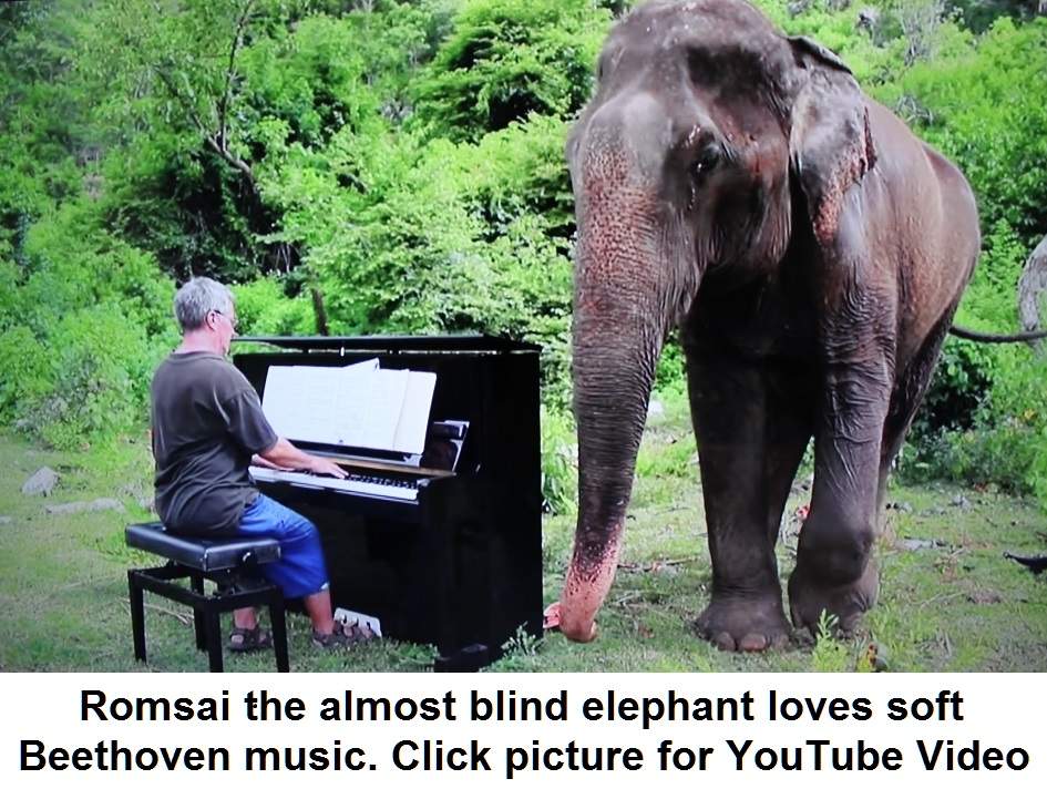 beethoven and elephent