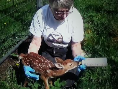 tiny deer seeks help