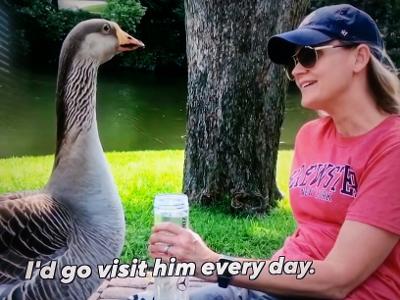 animal lovers goose loves woman
